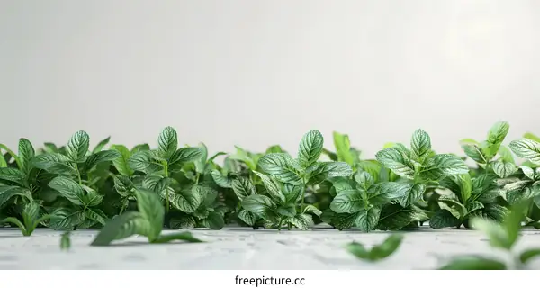 Fresh Green Mint Leaves on White Background