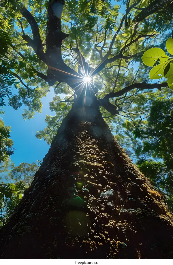 Sunlight Through The Canopy Of Tall Tree