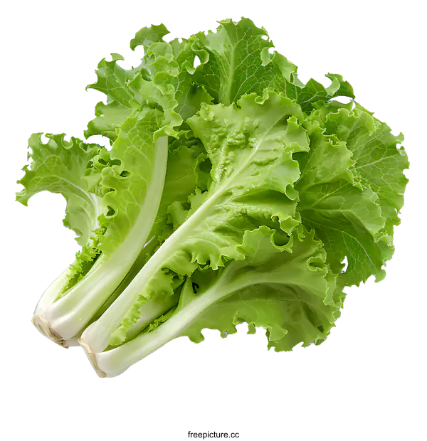 [Transparent Background PNG]Fresh green lettuce isolated on white background