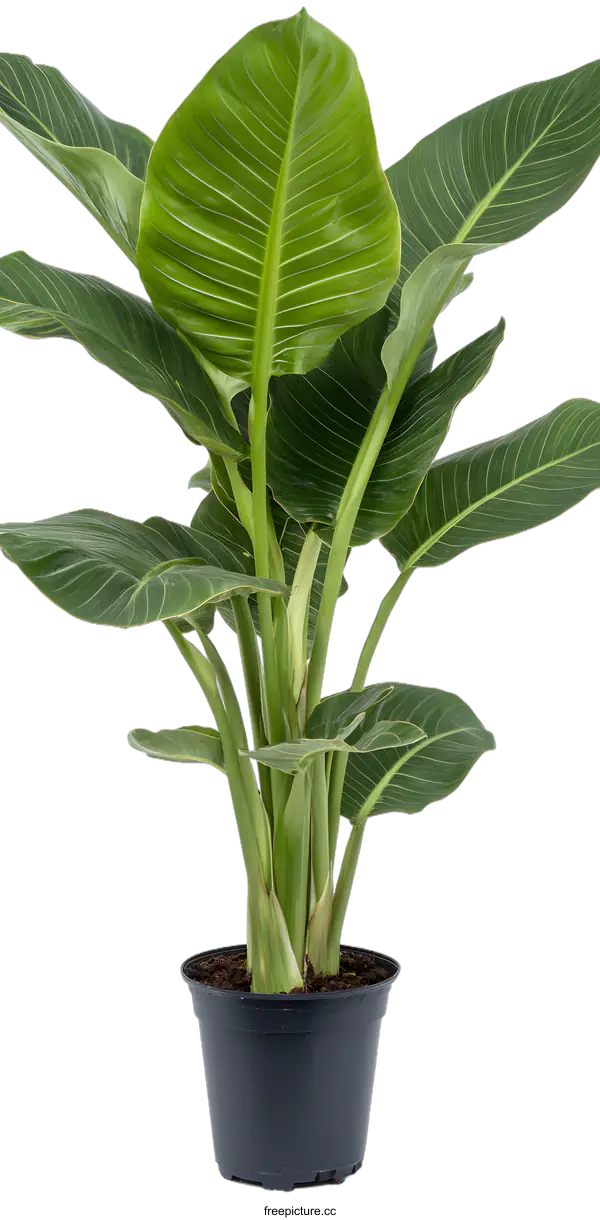 [Transparent Background PNG]Green Plant in Black Pot on White Background