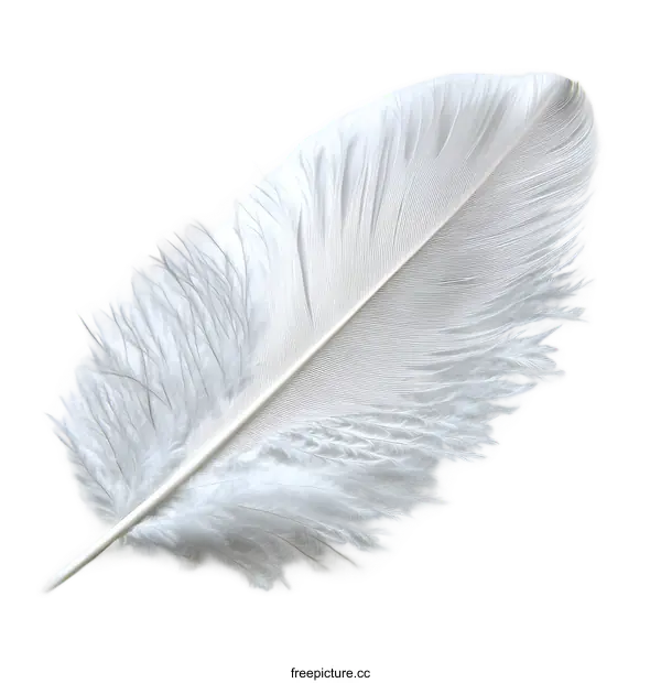 [Transparent Background PNG]Delicate White Feather Close-up