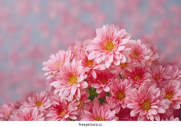 Beautiful Pink Chrysanthemum Flowers Close Up