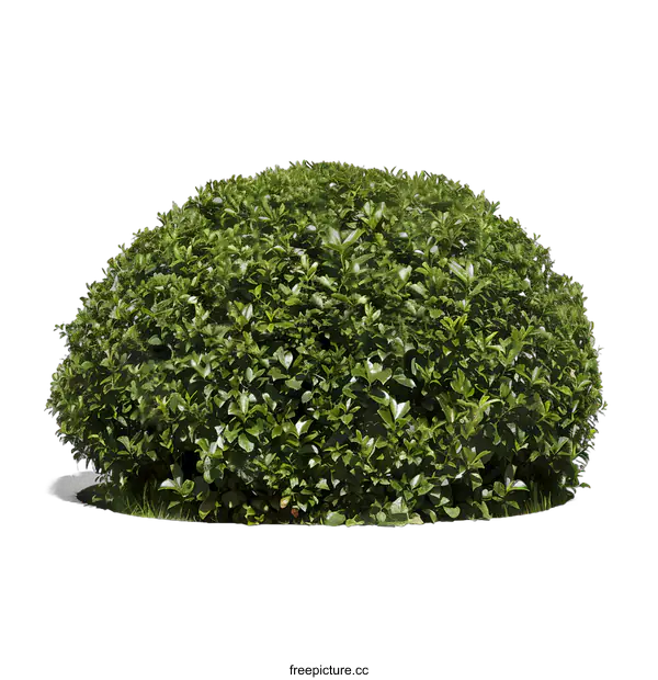 [Transparent Background PNG]Green Bush with White Background