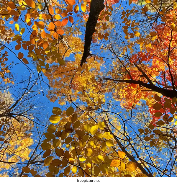 Looking up at the colorful leaves of autumn trees