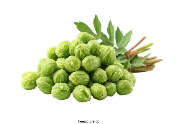 [Transparent Background PNG]Fresh Green Seed Pods with Water Drops