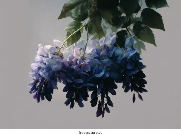 Delicate Blue Wisteria Flowers in Soft Light