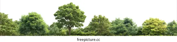 Green Trees Line Landscape Background