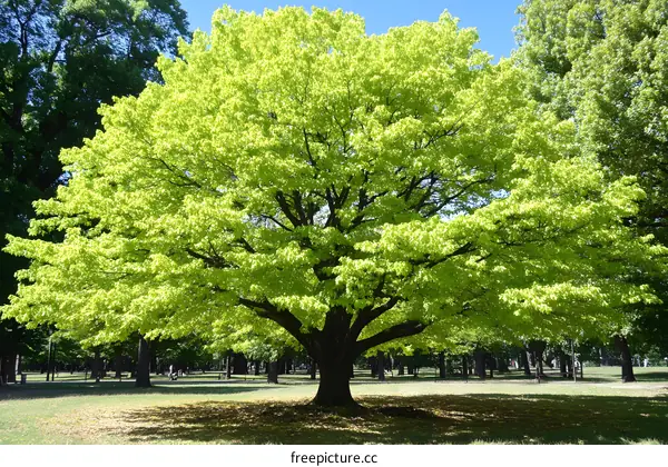 Green Tree in Park on a Sunny Day