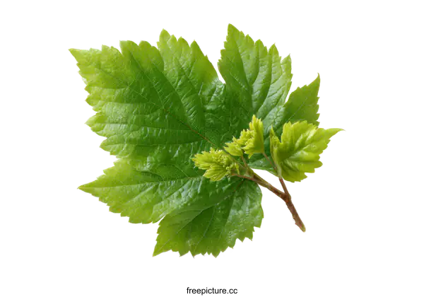 [Transparent Background PNG]Fresh Green Leaves Isolated on White Background