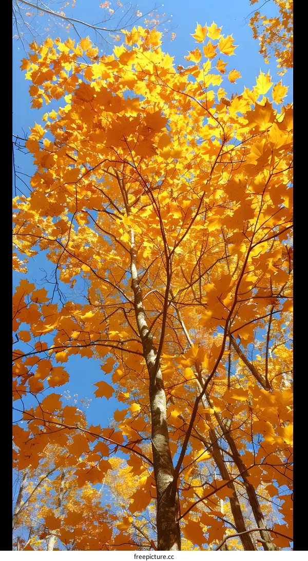 Maple leaves in autumn