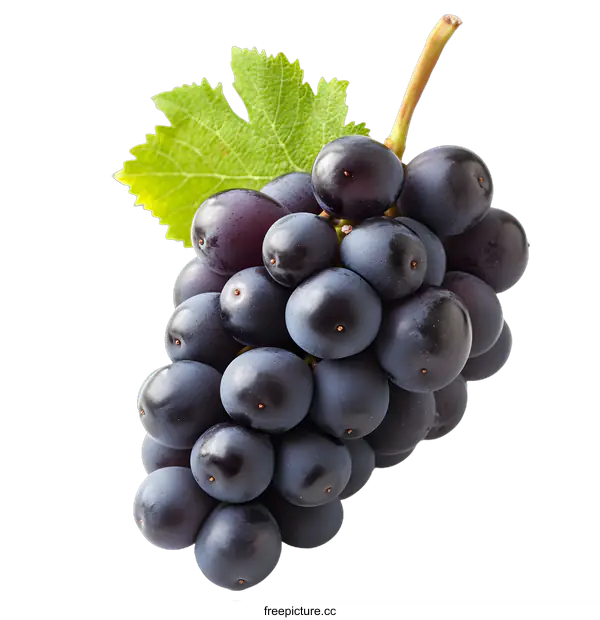 [Transparent Background PNG]Fresh Ripe Black Grapes with Green Leaf on White Background