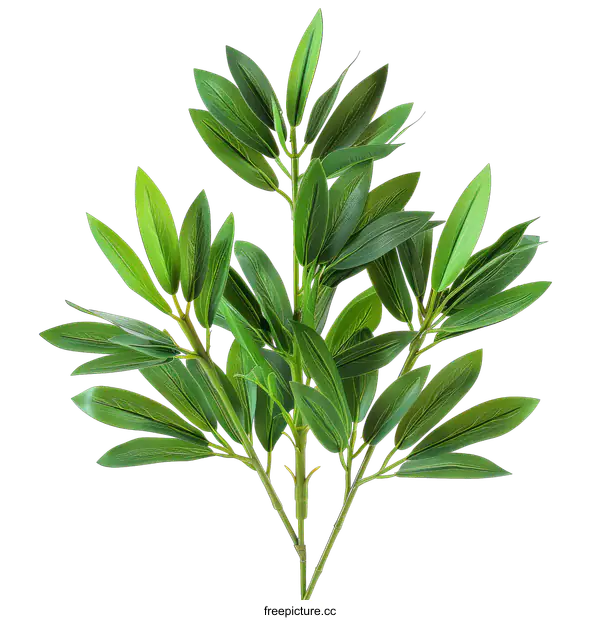 [Transparent Background PNG]Green leaves of a plant on a black background