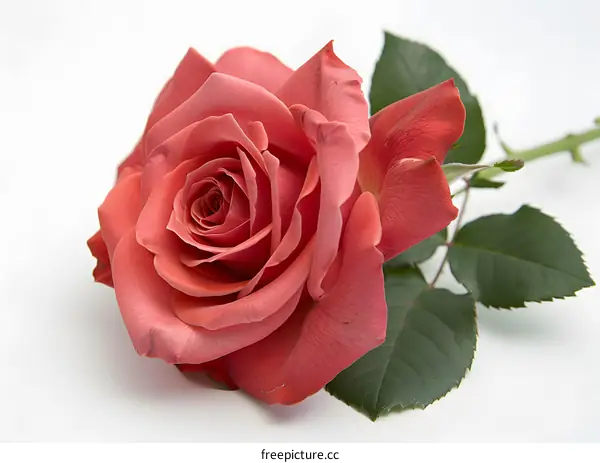 single red rose on white background