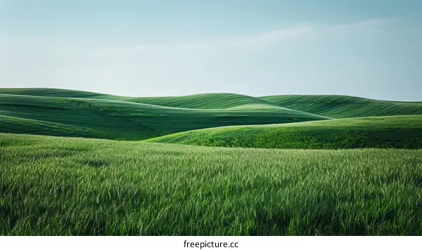 Green rolling hills of wheat field