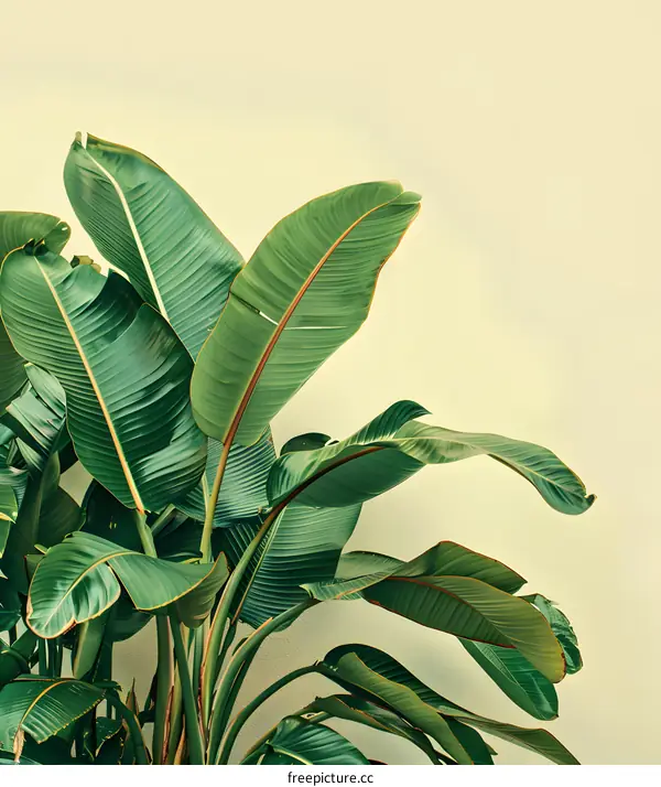 Green Tropical Leaves Against A Yellow Wall Background