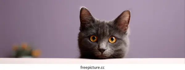Close-up Gray Cat Portrait against a Purple Background