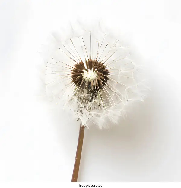 White Dandelion on White Background