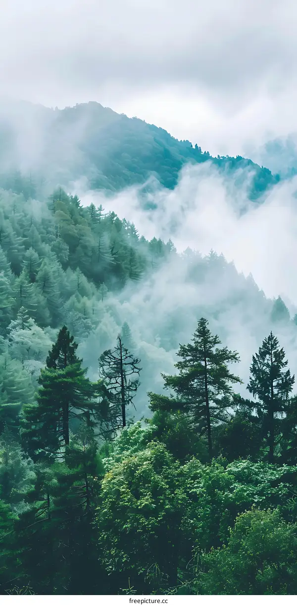 Foggy Mountain Forest Landscape