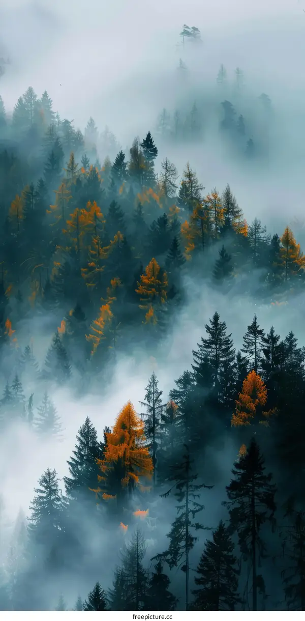Misty Mountain Forest