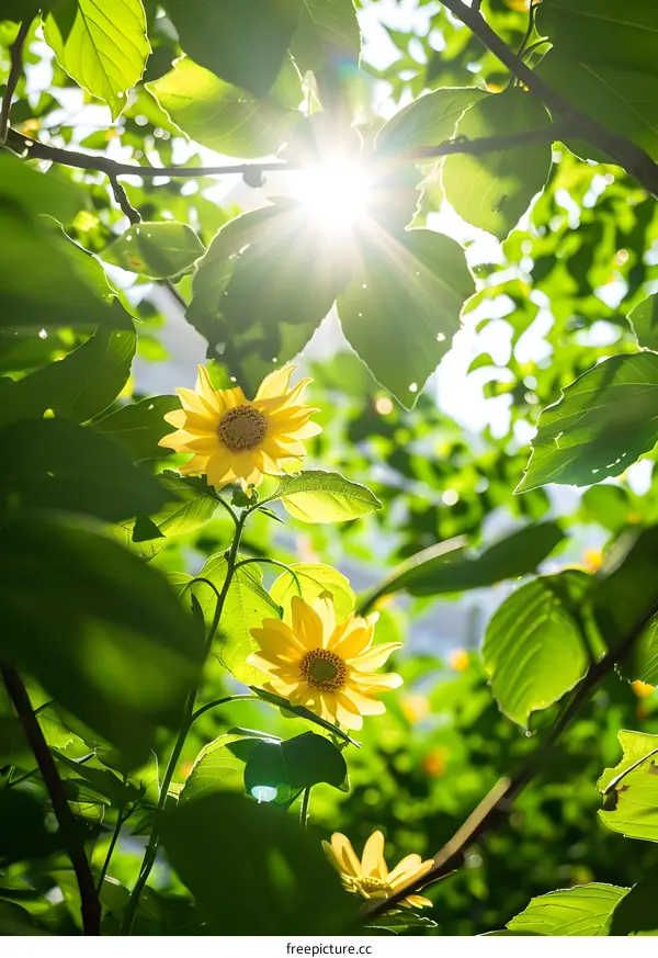 Two sunflowers under sunlight with green leaves background