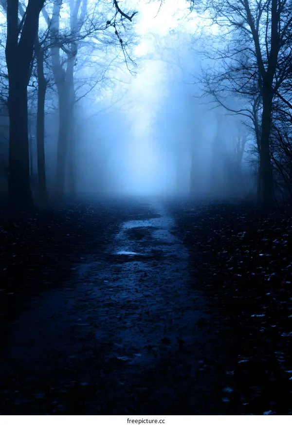 Blue Foggy Forest Path Landscape