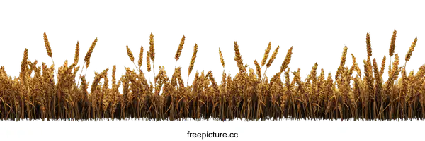 [Transparent Background PNG]Golden Wheat Field Border Illustration