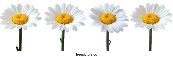 [Transparent Background PNG]Four Beautiful White Daisies Against a White Background