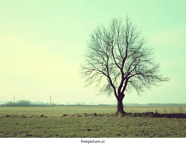 Lonely Tree in a Field with Green Grass and Sky
