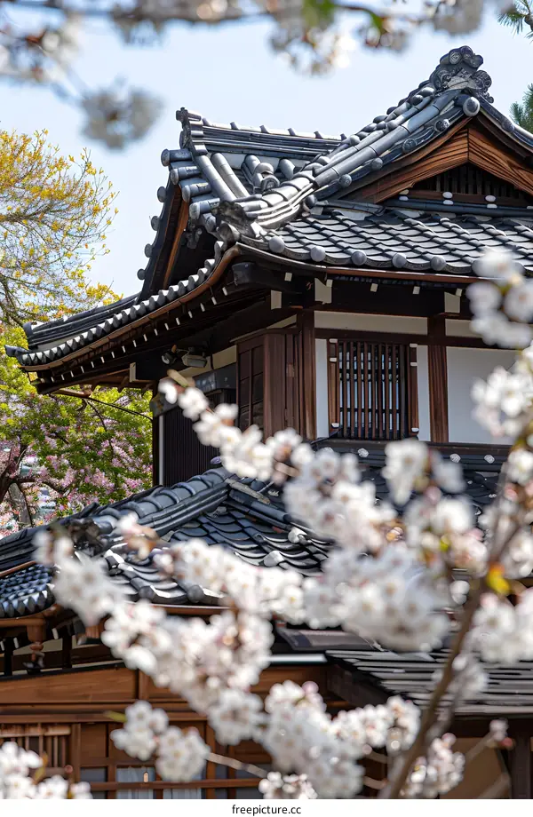 Traditional Japanese House Roof with Cherry Blossoms in Bloom