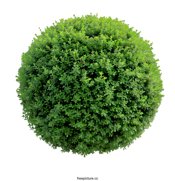 [Transparent Background PNG]Green Bush Isolated on White Background