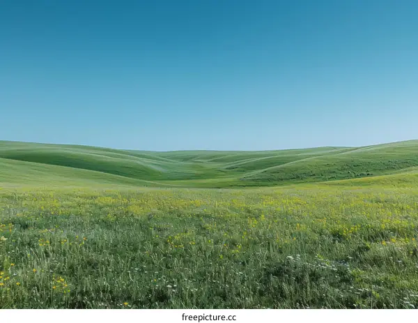 Yellow Spring Flowers on Serene Green Hills