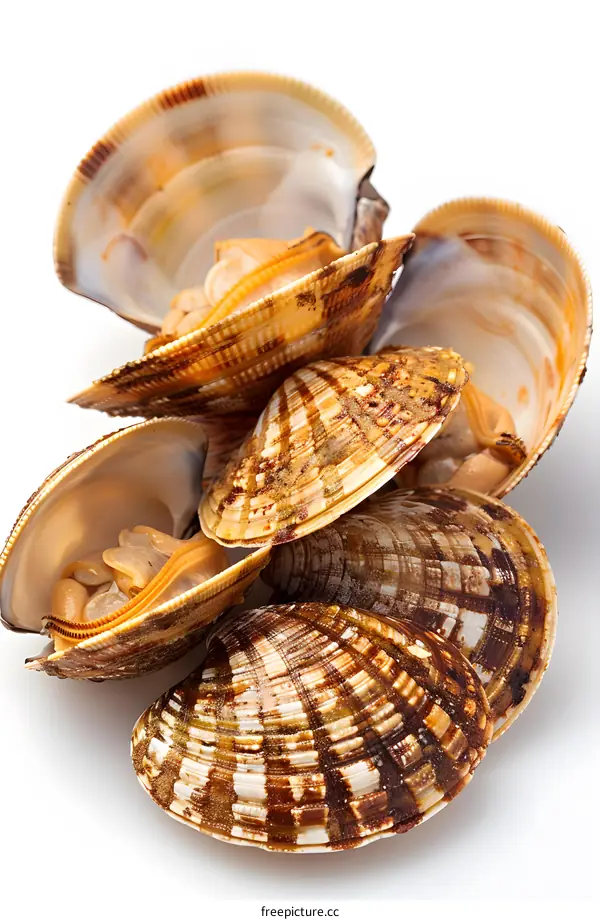 Fresh Open Clams on White Background
