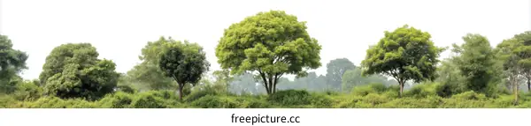 Beautiful Green Trees in a Natural Landscape