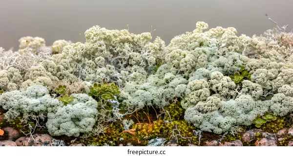 Close Up View of Lichens and Moss Growing on a Rock