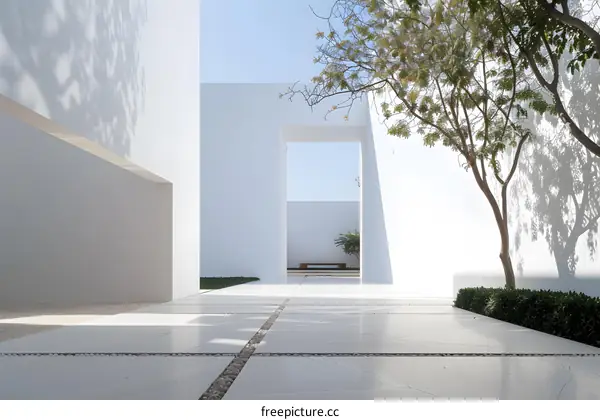 Minimalist Modern Courtyard Design with White Walls and a Tree