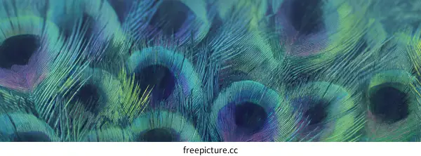 Peacock Feather Texture Close-up