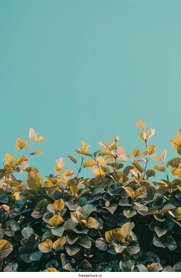 Green Leaves With Blue Sky Background