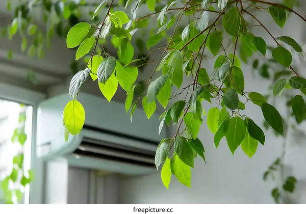 Green Leaves Hanging Over White Wall
