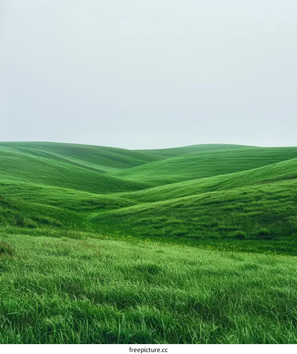 Rolling Green Hills Under the White Sky