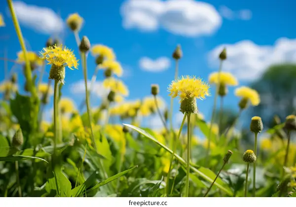Yellow dandelions in a green field with a blue sky and white clouds in the background