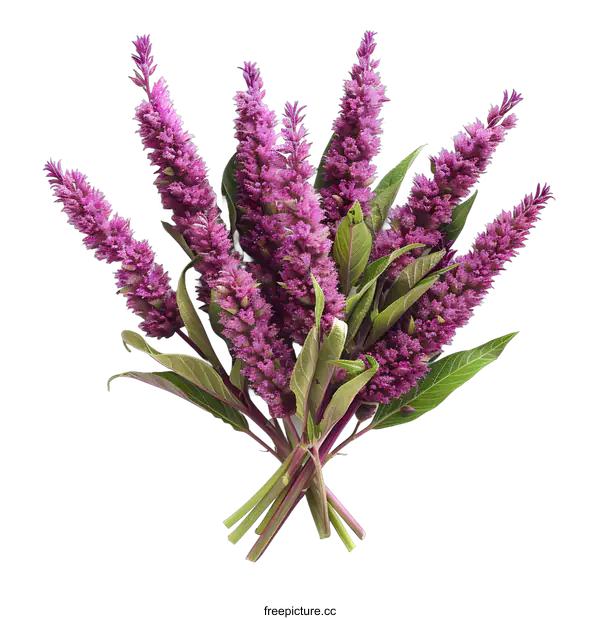 [Transparent Background PNG]A bouquet of purple flowers on a white background