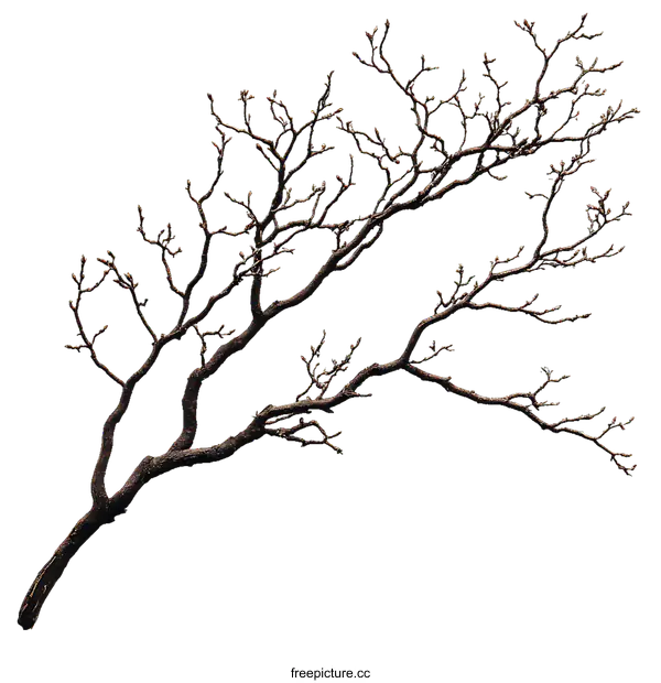 [Transparent Background PNG]Elegant Dry Branches Artistic Arrangement