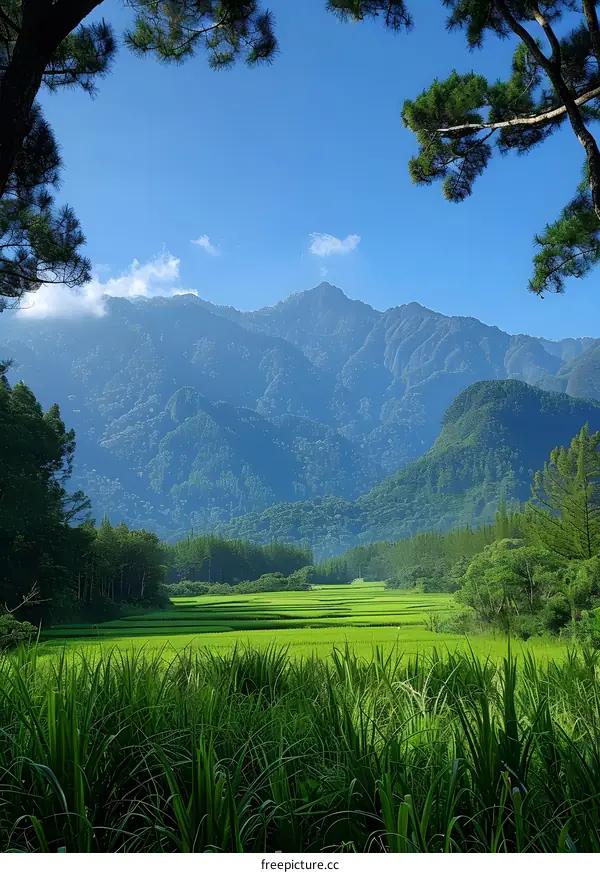 Mountain and terraced rice field