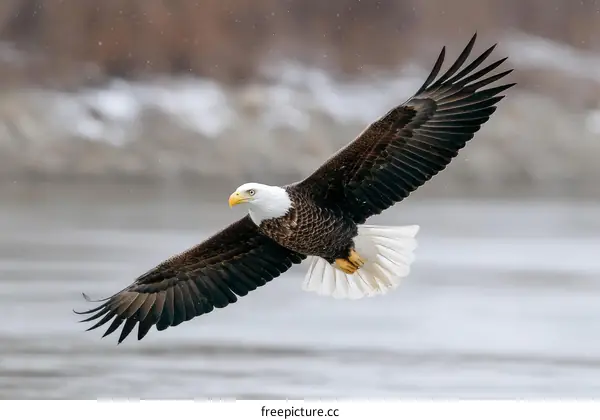 Majestic Bald Eagle Soaring Above Frozen Water