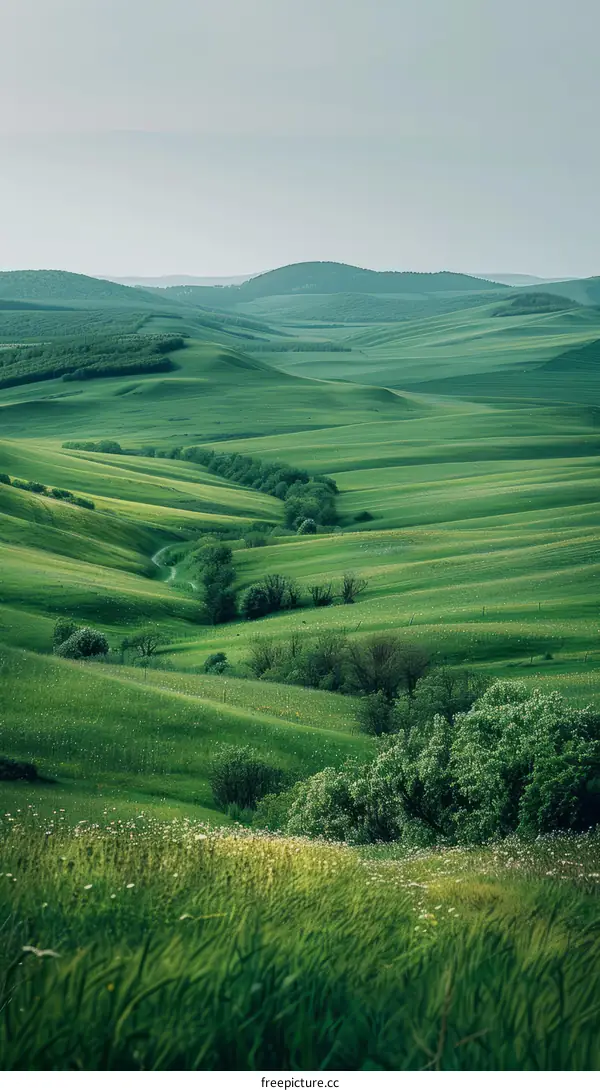 Green rolling hills of Tuscany, Italy