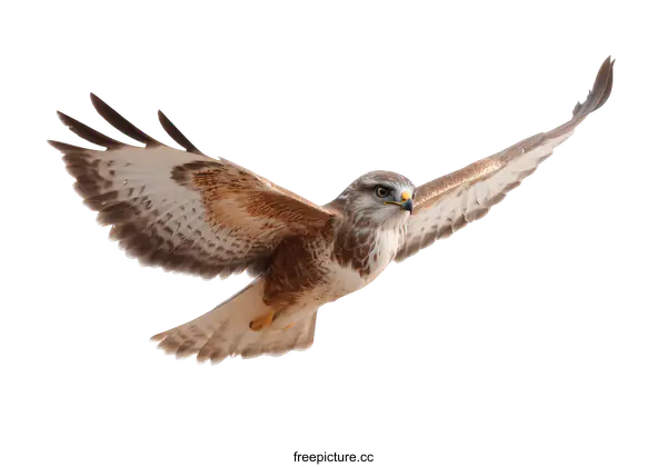 [Transparent Background PNG]A Stunning Buteo Buzzard in Flight