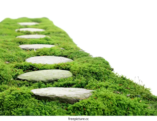 Stone Pathway Through Green Moss