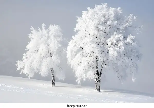 Two Snowy Trees in the Winter Landscape