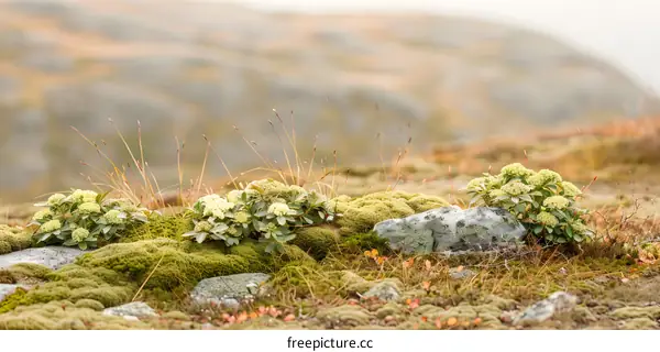 Closeup of White Flowers on Mossy Ground with Blurry Background