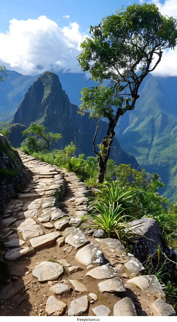 Stone path with a tree on the edge of a cliff